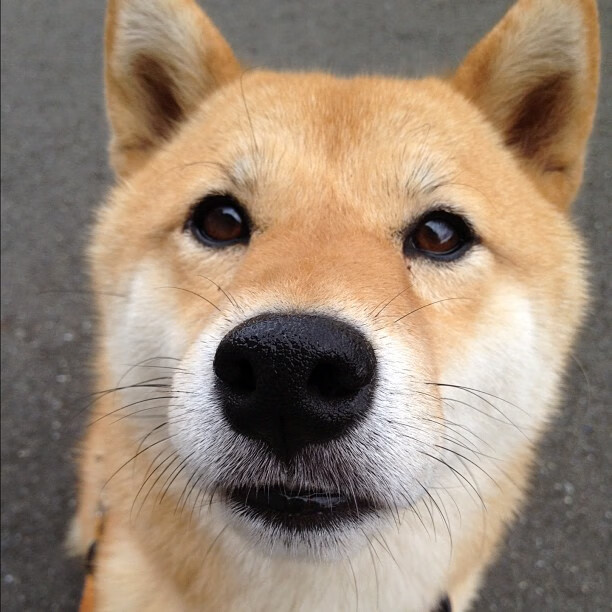 开云体育下载官网-北京队签下知名外援，引发联盟震动，北京足球队外援